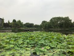-望湖公园