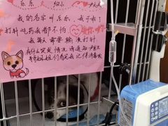 -瑞派雷欧宠物医院·中兽医·眼科·急重症转诊中心(黄台店)