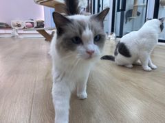 -1013 PET SHOP 宠物商店(近铁城市广场店)