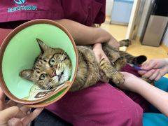 -瑞派天宁宠物医院·猫科·异宠中心
