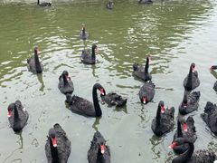 -广州长隆飞鸟乐园