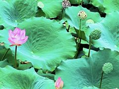 -荔湾湖公园