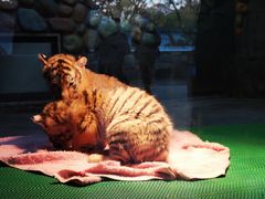 -上海野生动物园