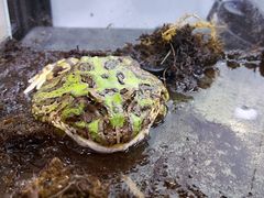 -青石桥花鸟鱼虫市场(叠翠城店)