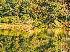 -深圳仙湖植物园