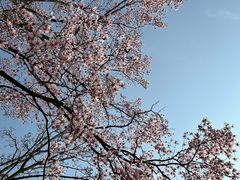 -杭州植物园