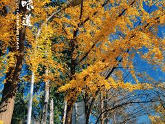 -三里屯东五街银杏大道
