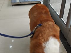 -全心全意连锁动物医院·微创中心·内科急重症·心脏专科(丰管路店)