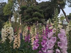 -东莞植物园