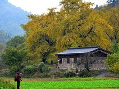 -千年银杏谷文化旅游区