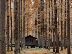 -黄海国家森林公园