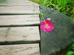 android_upload_pic-梁鸿国家湿地公园