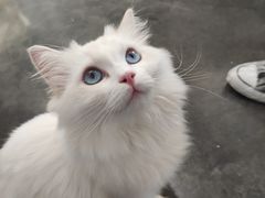 -瞄一喵猫咖(格力海岸店)