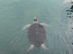 -广东惠东海龟国家级自然保护区