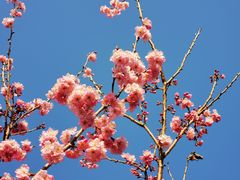 -顾村公园