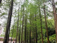 -重庆彩云湖湿地公园
