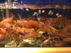 -鲔屋寿喜烧
