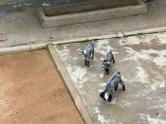 -深圳野生动物园