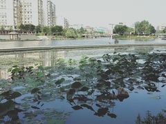 -雁滩公园