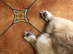 -more than meow吴止猫主题餐厅(承德 中船汇店)