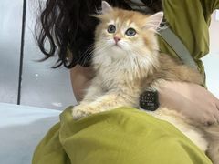 -中农国际动物医院24小时·猫科·骨科·急重症中心