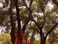 -大槐树寻根祭祖园