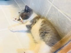 -1013 PET SHOP 宠物商店(近铁城市广场店)