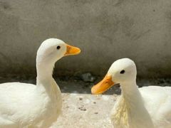 -前小桔亲子创意农场·草莓采摘·露营烧烤