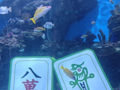 -海合安成都极地海洋公园