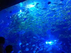 -芜湖新华联大白鲸海洋公园