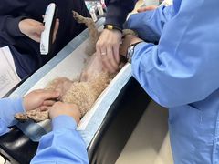 -顺强宠物诊所·狂犬免疫·夜诊·骨科(嘉定店)