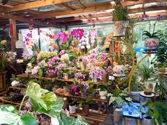 -溪岸路花鸟市场