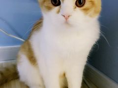 -喵的天空名猫咖啡馆·撸猫·猫舍·用品