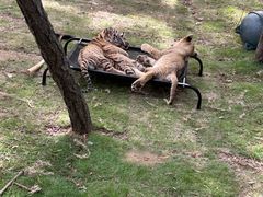 -西霞口神雕山野生动物世界