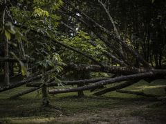 -中国科学院西双版纳热带植物园