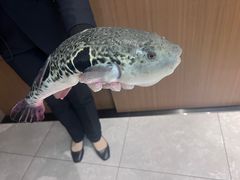 -鲐赏河豚(长寿店)