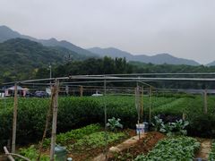 -听风阁农家私房菜茶楼(龙坞店)