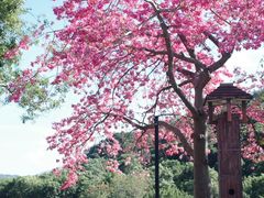 -风云岭森林公园