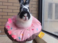 -菲尔斯特宠物医院