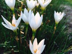 -广州国际生物岛