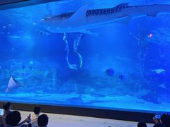 -烟台海昌鲸鲨海洋公园