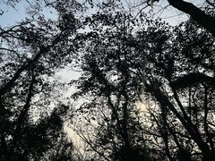 -上海佘山国家森林公园天马山园