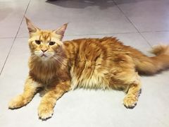 -Heymao猫咖.咖啡厅(东门店)
