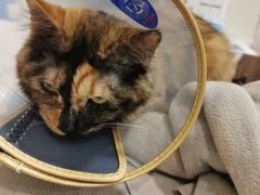 -萌兽医馆·犬猫专科·眼科中心·宠物医院(朝阳门分院)