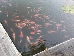 -河北省园博园