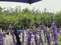 -广州莲花山旅游区