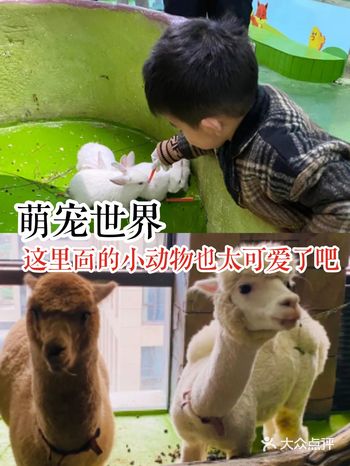 萌宠世界，这里面的小动物也太可爱了吧