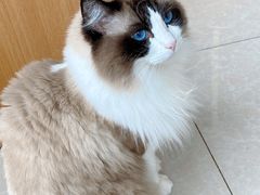 -Catmate·猫肥家润(金润铂宫店)
