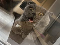 -北京观赏动物医院·24小时大型综合·猫专科·异宠专科