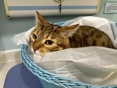 -纳吉亚猫专科动物医院·北北分院
